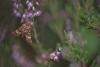 Anarta myrtilli